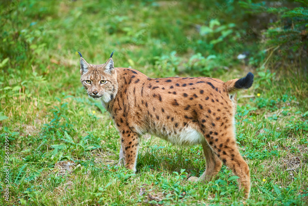 Eurasian lynx (Lynx lynx) in a forest, captive, Bavarian Forest National Park; Bavaria, Germany Eurasian lynx (Lynx lynx) in a forest, captive, Bavarian Forest National Park; Bavaria, Germany