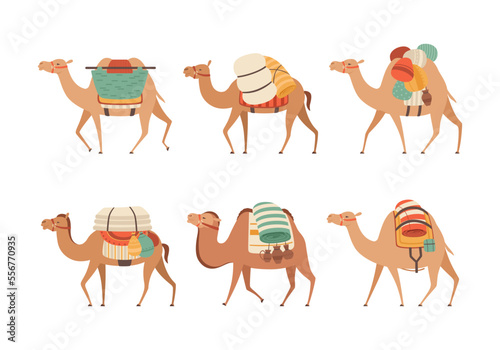 Set of camels. Wild and domesticated animals with traditional colorful saddles cartoon vector illustration