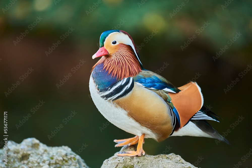 Mandarin duck (Aix galericulata) male standing on a rock; Bavaria, Germany Mandarin duck (Aix galericulata) male standing on a rock; Bavaria, Germany