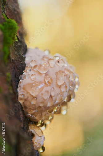 Red-belted conk (Fomitopsis pinicola) mushroom on a tree trunk; Bavaria, Germany