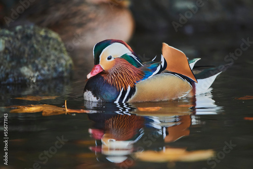 Mandarin duck (Aix galericulata) male swimming on a lake; Bavaria, Germany photo