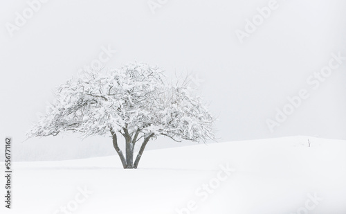A tree is blanketed by a fresh snowfall in winter.