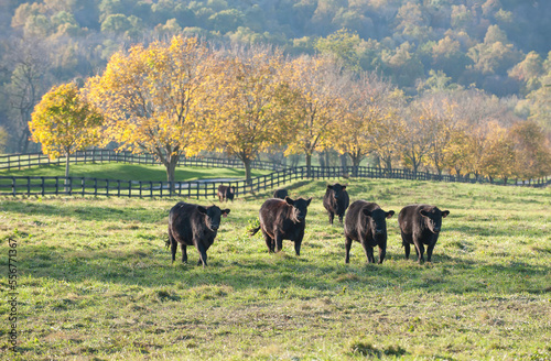 Black cattle graze in an agricultural field.