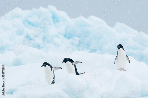 Adelie penguins walk along the top of an iceberg as snow falls in Antarctica.