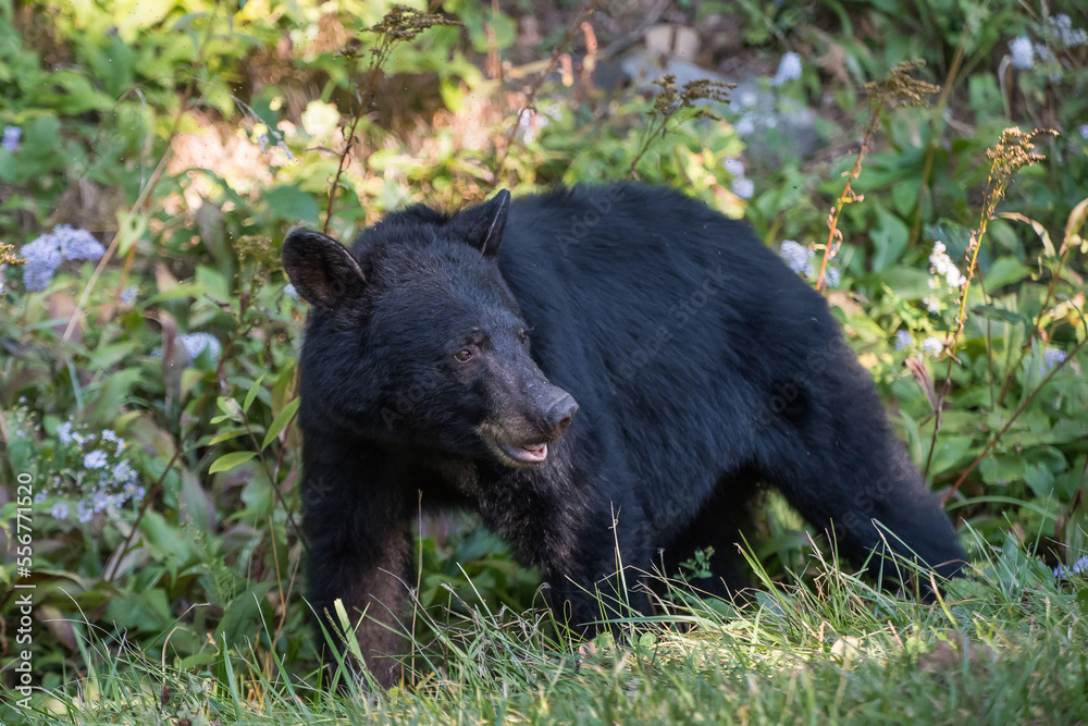 An American black bear (Ursus americanus) forages for food in the forest that borders Skyline Drive, Shenandoah National Park, Virginia. An American black bear (Ursus americanus) forages for food in the forest that borders Skyline Drive, Shenandoah National Park, Virginia.