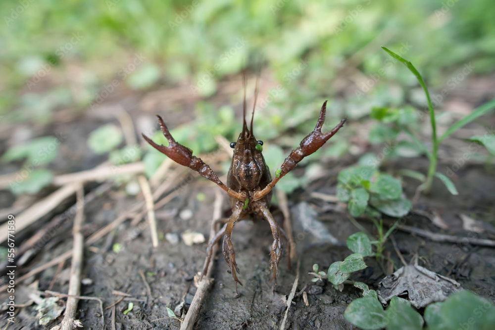 A freshwater crustacean known as a crayfish, walks along the ground. A freshwater crustacean known as a crayfish, walks along the ground.