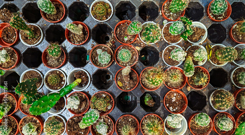 Miniature cacti in pots flat view closen up