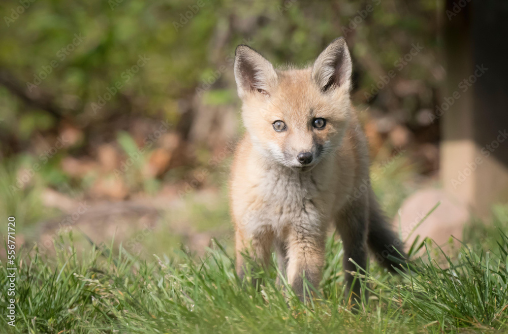 A Red fox kits walks in grass. A Red fox kits walks in grass.