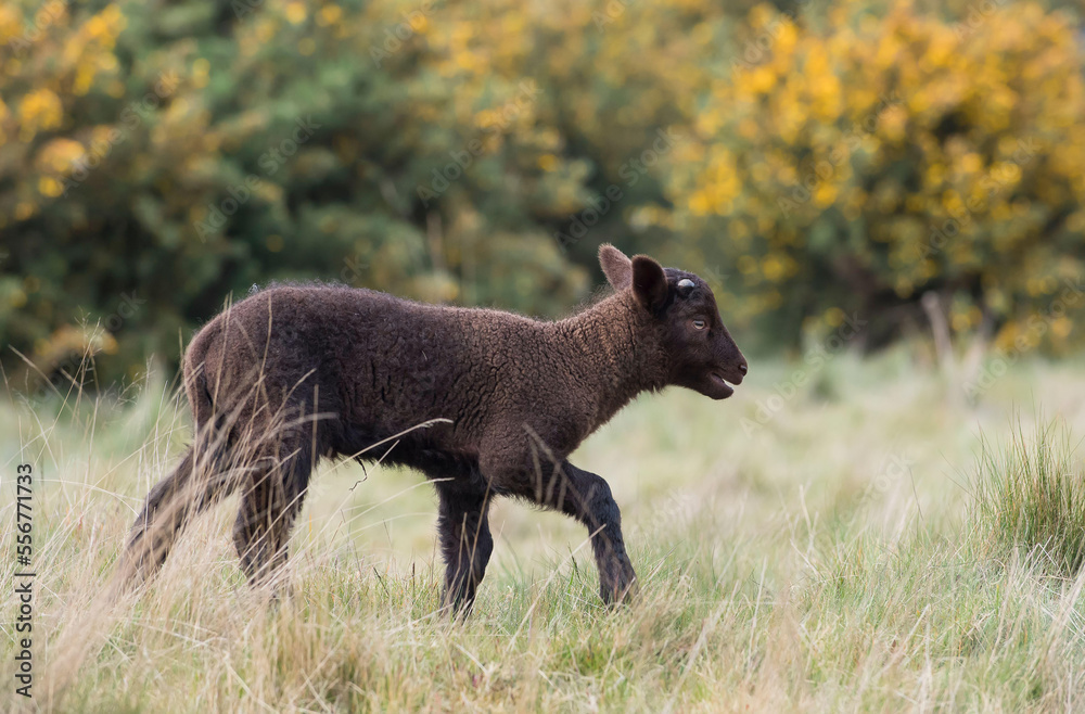 A Black lamb walks across a field in front of gorse in England.