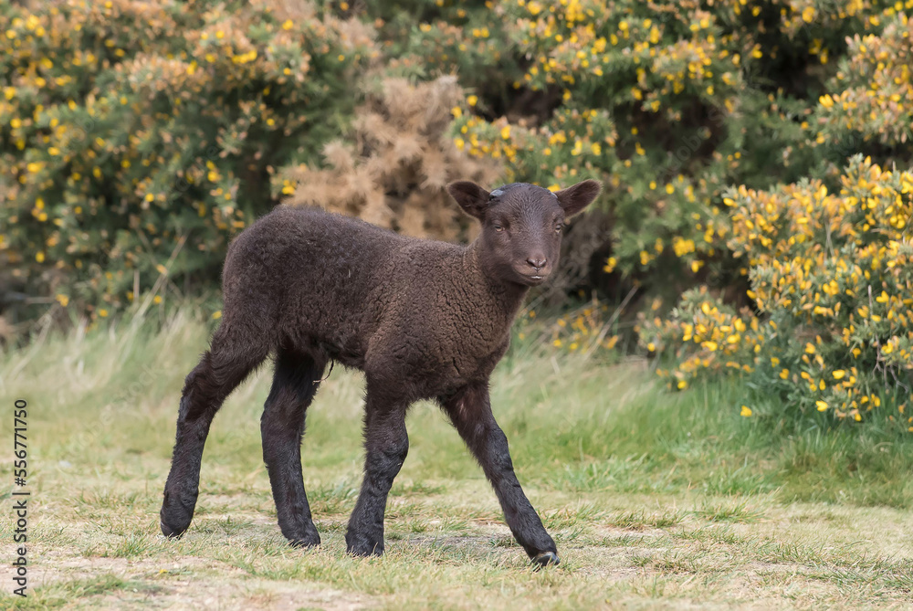 A black lamb walks across a field in front of gorse in England. A black lamb walks across a field in front of gorse in England.