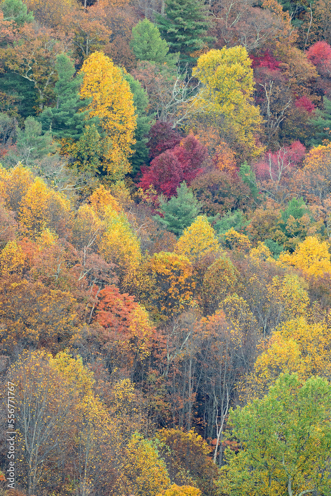 Fall foliage blankets the forests in the Shenandoah National Park and Shenandoah Valley in Virginia. Fall foliage blankets the forests in the Shenandoah National Park and Shenandoah Valley in Virginia.
