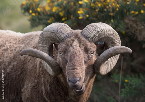 A sheep ram grazes in the English countryside. photo