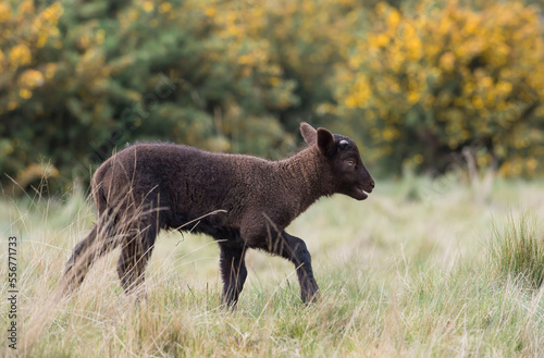 A Black lamb walks across a field in front of gorse in England.
