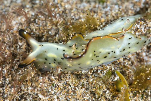 Elysia marginata sea slug, 75mm, Maui; Hawaii, United States of America photo