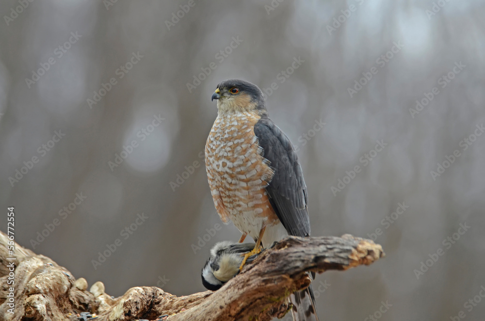 Sharp-shinned Hawk (Accipiter striatus) preying on Black-capped Chickadee (Parus atricapillus), perches in a tree; New York, United States of America Sharp-shinned Hawk (Accipiter striatus) preying on Black-capped Chickadee (Parus atricapillus), perches in a tree; New York, United States of America