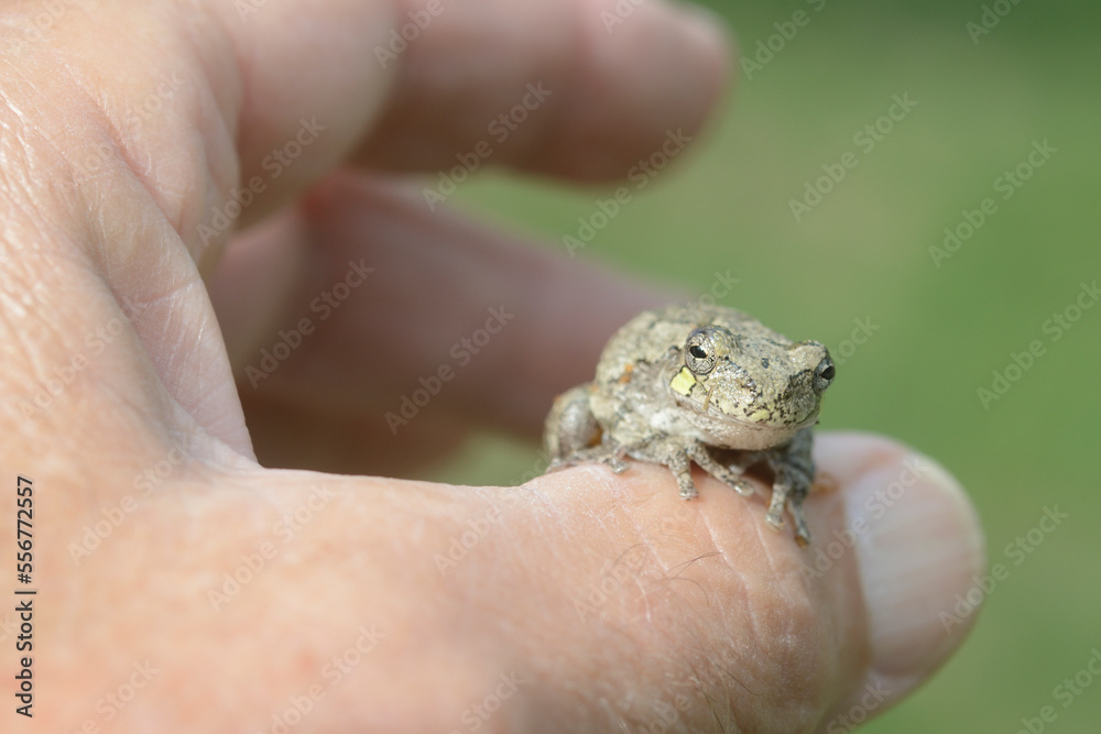Holding a Greater gray treefrog (Hyla versicolor) in hand; New York, United States of America Holding a Greater gray treefrog (Hyla versicolor) in hand; New York, United States of America