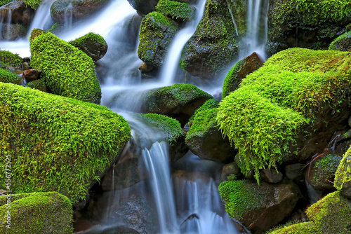 Close-up of moss-covered (Bryophyta) rocks with a cascading waterfall; Hawaii, United States of America