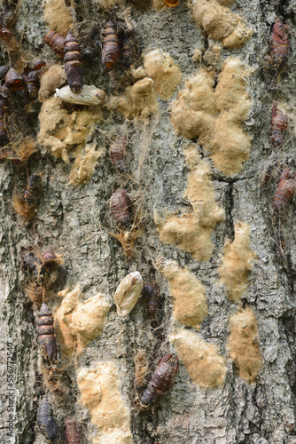 Gypsy Moth (Lymantria dispar) pupa and egg masses on red oak bark; New York, United States of America photo