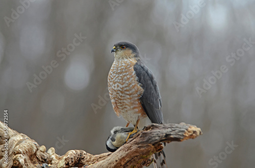 Sharp-shinned Hawk (Accipiter striatus) preying on Black-capped Chickadee (Parus atricapillus), perches in a tree; New York, United States of America photo