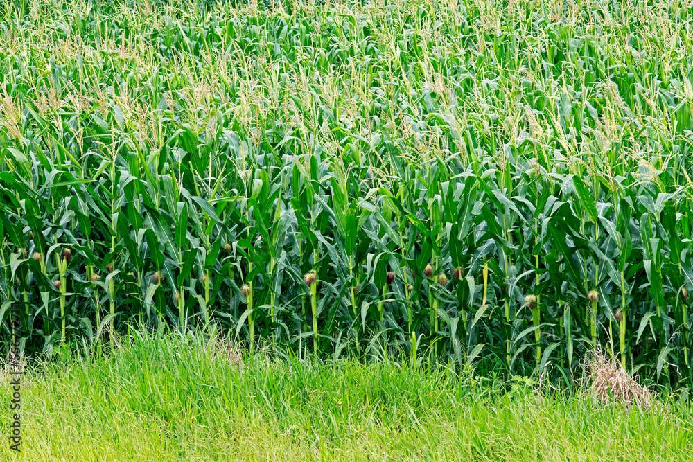 View of corn plantation in bloom, Brazil