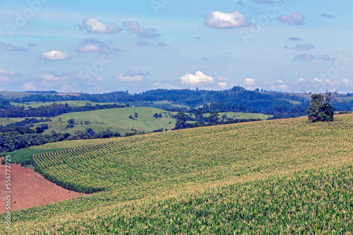 View of corn plantation in bloom, Brazil