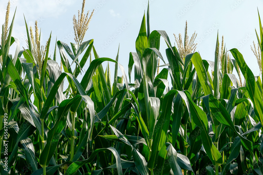 Obraz premium Closeup of corn plants with tassel. Brazil