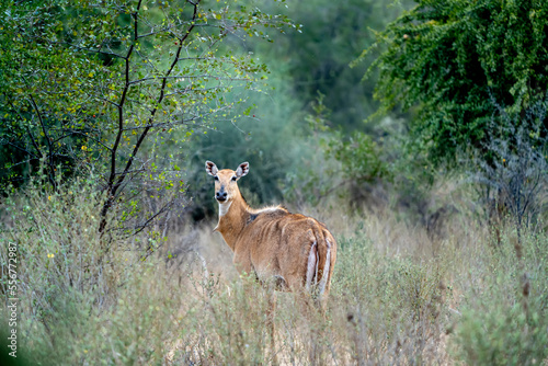 Indian antelope (Antilope cervicapra), or Blackbuck, in a rural desert around Nimaj, Jaitaran Pali, India; Pali, Rajasthan, India photo