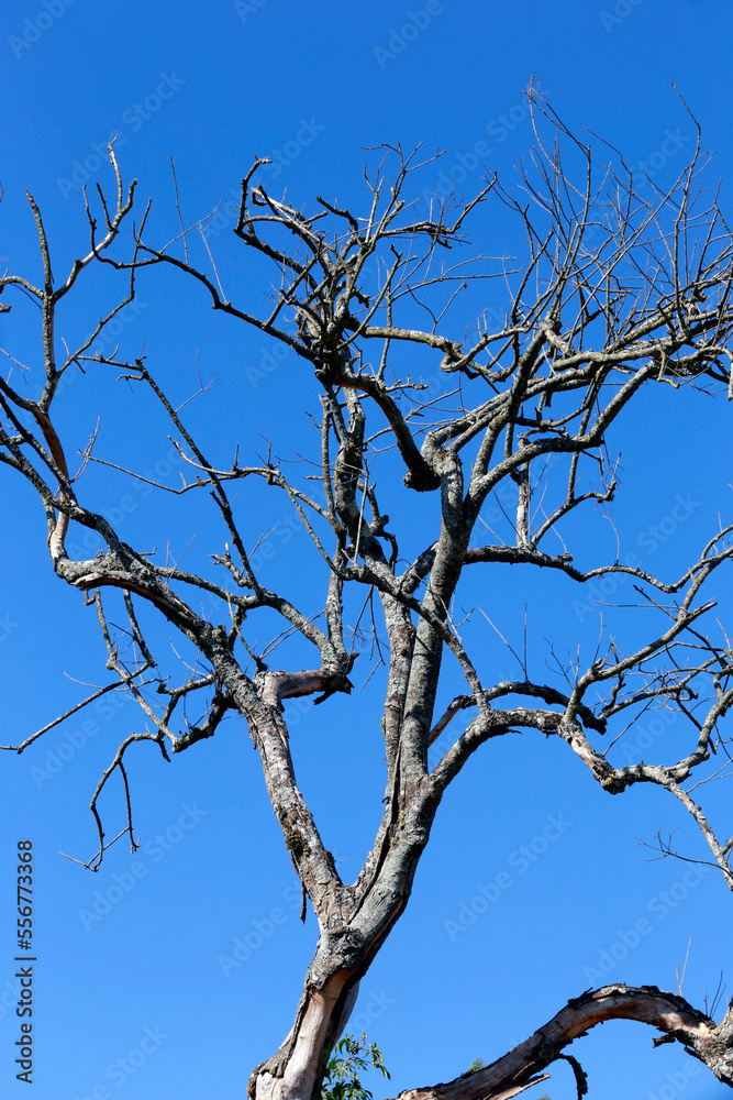 Tree with leafless twigs. Brazil Tree with leafless twigs. Brazil