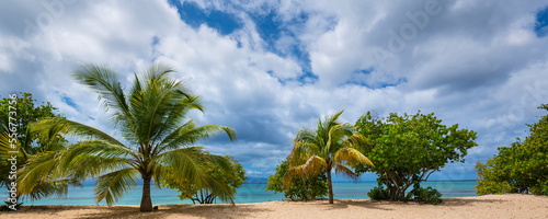 Palms and tropical trees along the sandy beach of Anse du Souffleur in Port-Louis on Grande-Terre; Guadeloupe, French West Indies photo