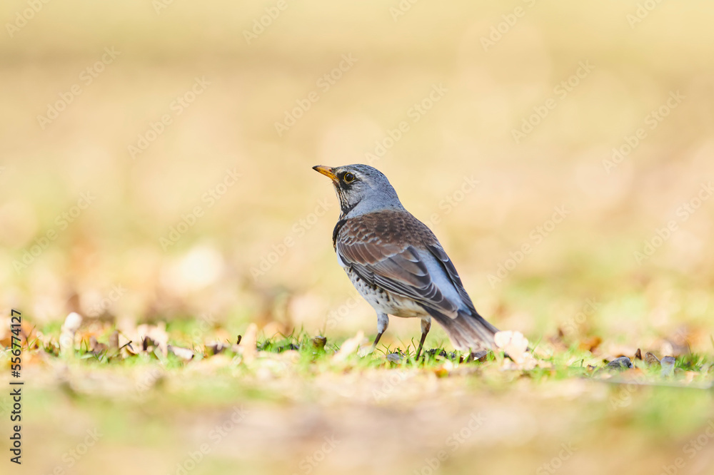 Fieldfare (Turdus pilaris) standing on the grass; Bavaria, Germany