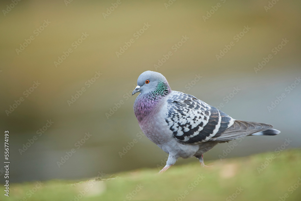 Feral pigeon (Columba livia domestica) walking on ground; Frankonia, Bavaria, Germany Feral pigeon (Columba livia domestica) walking on ground; Frankonia, Bavaria, Germany