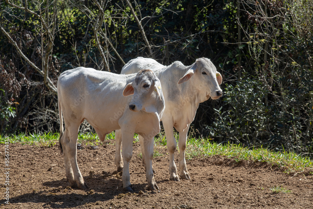 Fototapeta premium Nelore zebu cattle male calves on field. . Brazil