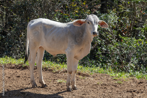 Nelore zebu cattle male calves on field. . Brazil photo