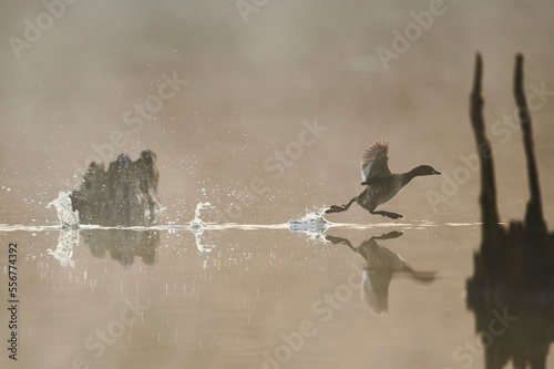 Dabchick or little grebe (Tachybaptus ruficollis) running on the surface of a lake on a misty morning; Bavaria, Germany photo