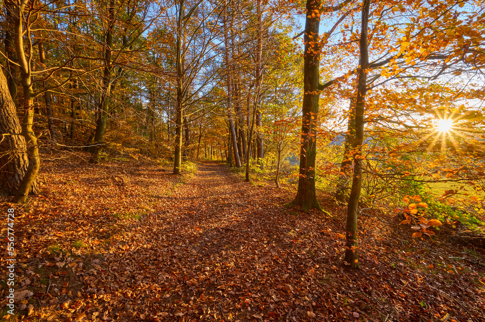 Forest path with sun in autumn; Spessart, Bavaria, Germany Forest path with sun in autumn; Spessart, Bavaria, Germany