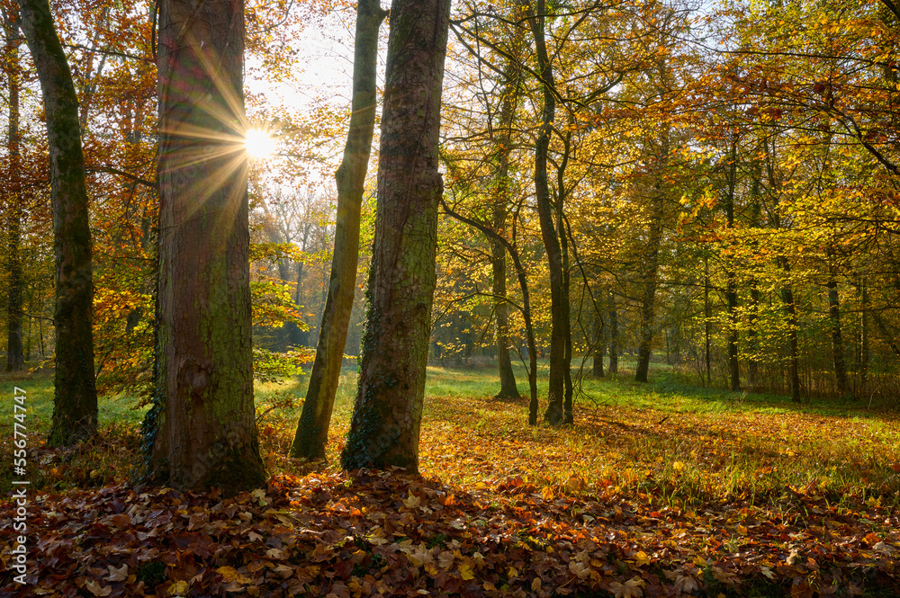 Forest with sun in autumn; Spessart, Bavaria, Germany Forest with sun in autumn; Spessart, Bavaria, Germany
