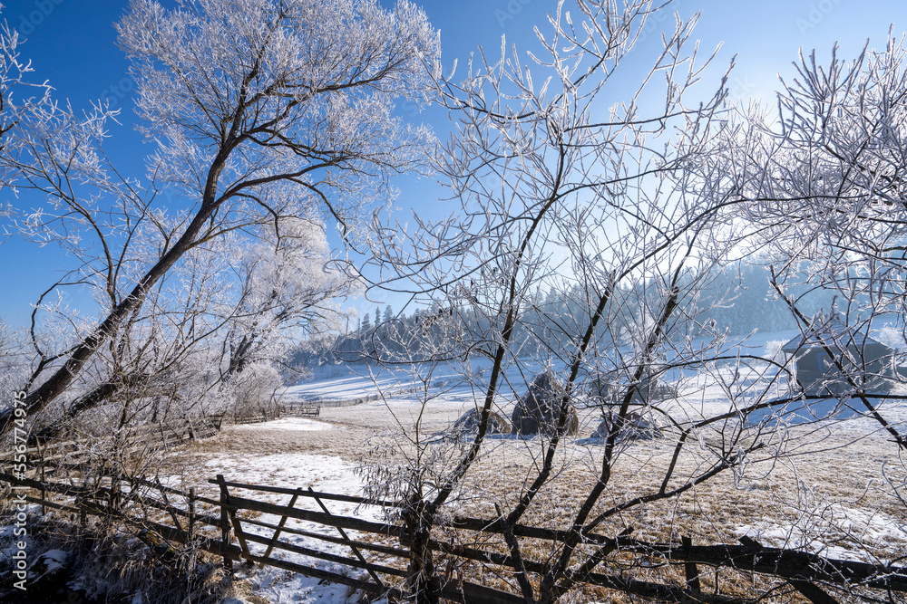 Winter landscape of snow and trees with hoar frost in rural Transylvania, Romania; Transylvania, Romania Winter landscape of snow and trees with hoar frost in rural Transylvania, Romania; Transylvania, Romania