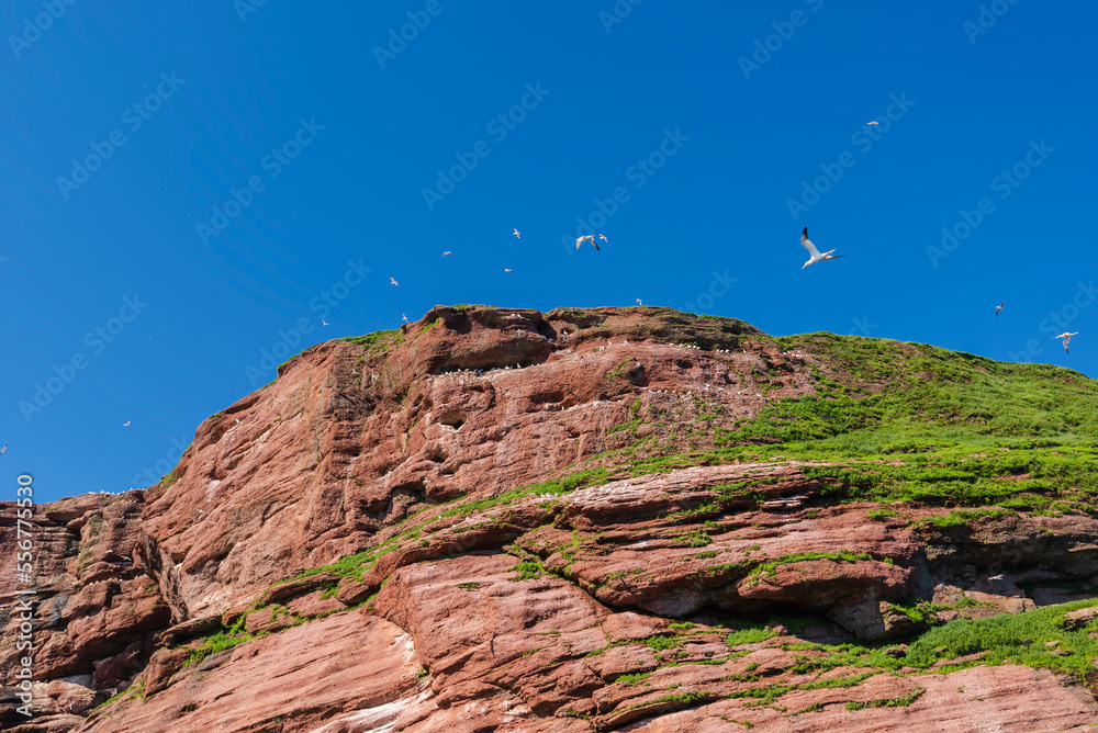 Gannet colony on Bonaventure Island, Gaspe Peninsula in Quebec, Canada; Quebec, Canada