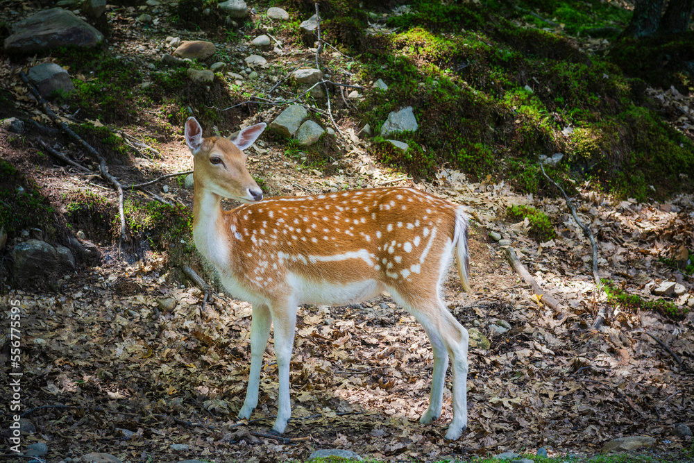 Fallow deer doe stands in Omega Park; Montebello, Quebec, Canada Fallow deer doe stands in Omega Park; Montebello, Quebec, Canada