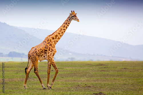 A giraffe (giraffa) walking in a field in the grasslands of the savanna with a hazy silhouette of the mountains in the background; Maasai Mara National Park, Kenya, Africa photo