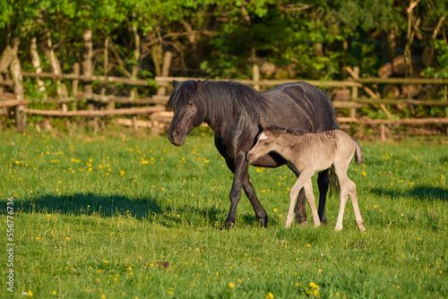 Portrait of a foal with mare (Equus ferus caballus) walking side by side in a green pasture in spring; Europe photo