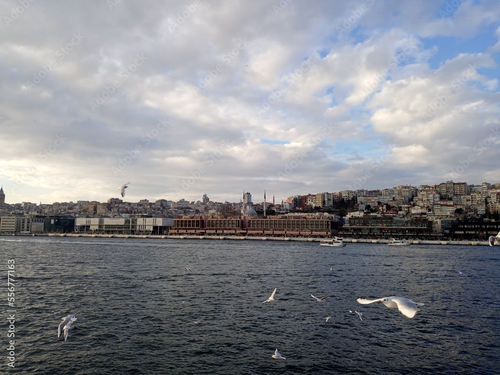 view, Möve, Bosporus, Istanbul, Türkei, Abendröte