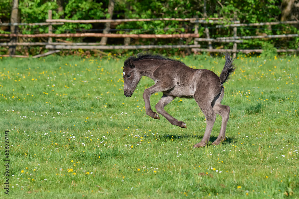 Foal running on pasture in springtime; Odenwald, Baden-Wurttemberg, Germany Foal running on pasture in springtime; Odenwald, Baden-Wurttemberg, Germany