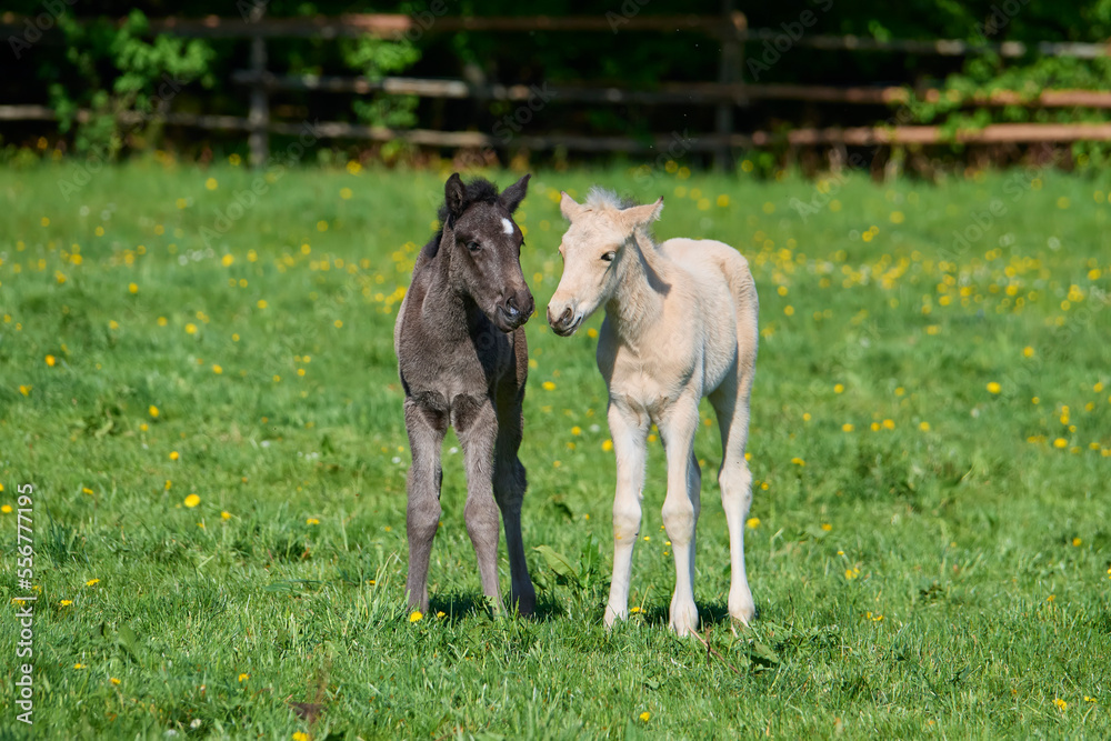 Two foals on a pasture in springtime; Odenwald, Baden-Wurttemberg, Germany Two foals on a pasture in springtime; Odenwald, Baden-Wurttemberg, Germany