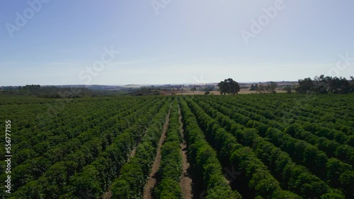 Wallpaper Mural Coffee farm, scenery and everyday life in the countryside Torontodigital.ca