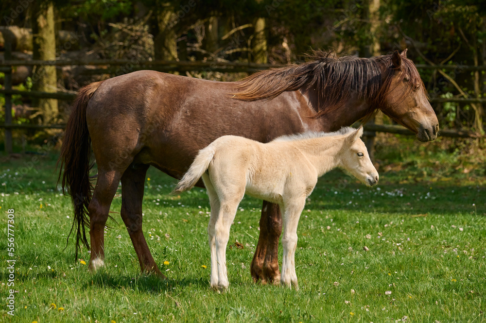 Mare and foal horses on pasture in springtime; Odenwald, Baden-Wurttemberg, Germany Mare and foal horses on pasture in springtime; Odenwald, Baden-Wurttemberg, Germany