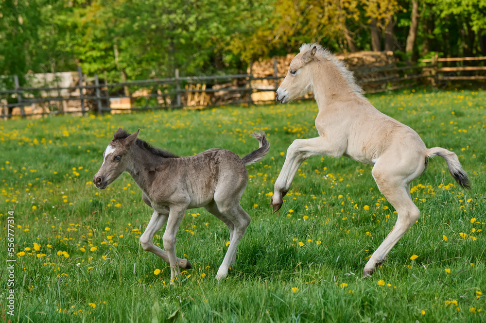 Two foals running on a pasture in springtime; Odenwald, Baden-Wurttemberg, Germany Two foals running on a pasture in springtime; Odenwald, Baden-Wurttemberg, Germany
