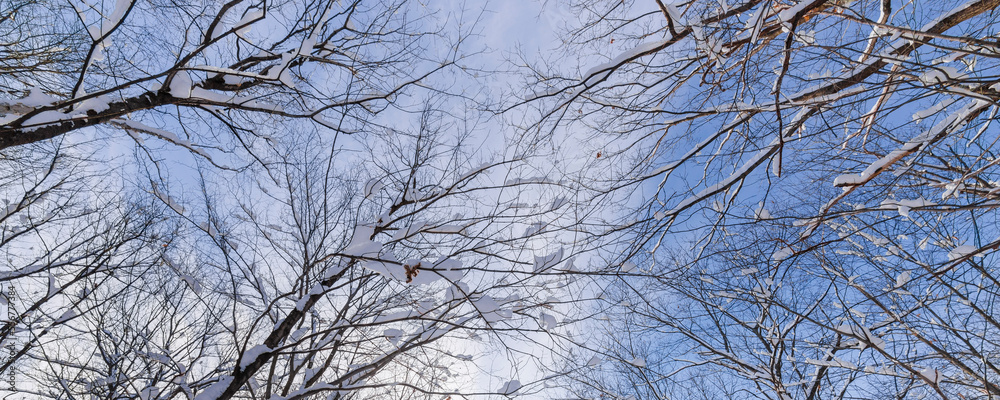 Snowy tree branches against a blue sky with cloud in the Laurentides; Quebec, Canada Snowy tree branches against a blue sky with cloud in the Laurentides; Quebec, Canada