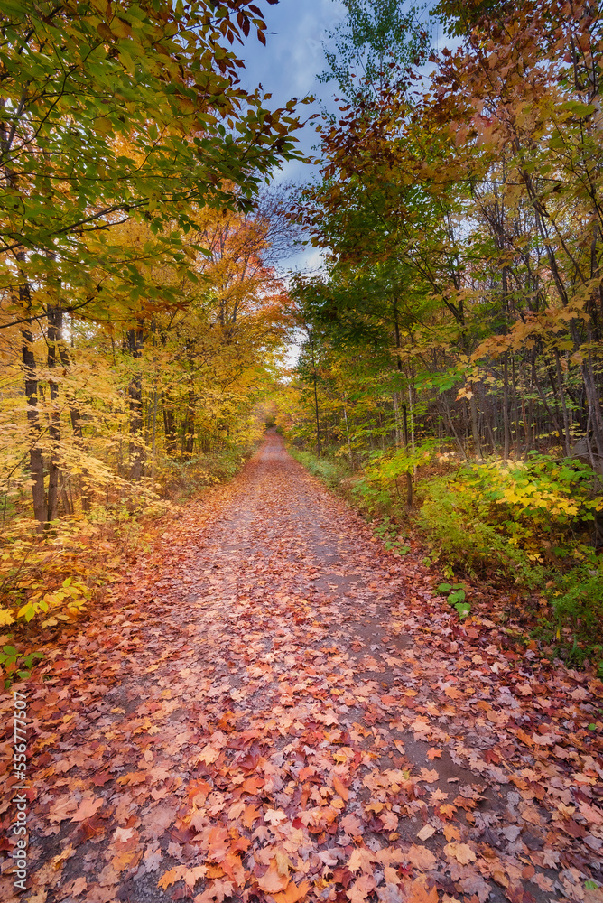 Tree-lined dirt road covered in fallen maple leaves in autumn in the Laurentides; Quebec, Canada Tree-lined dirt road covered in fallen maple leaves in autumn in the Laurentides; Quebec, Canada