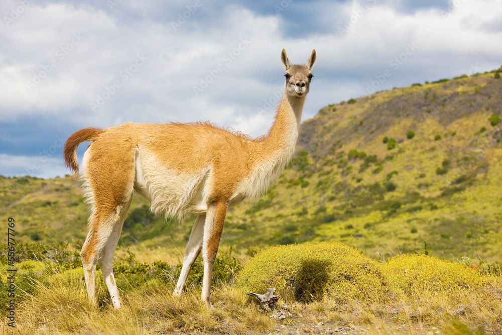 Portrait of a guanaco (Lama guanicoe) looking at camera, Torres del Paine National Park; Patagonia, Chile Portrait of a guanaco (Lama guanicoe) looking at camera, Torres del Paine National Park; Patagonia, Chile